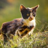 Kitten Helps Grieving Woman Heal From the Loss of Her Mother and Both of Her Cats