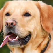 Labrador Shows The World How To Do Yoga With A Little Help From His Human