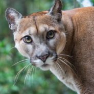 ‘Largest Wildlife Crossing in the World’ to Break Ground in California on Earth Day