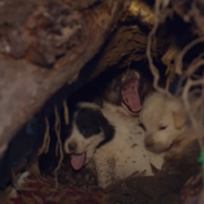 Mama Dog Abandons Tiny Puppies After Loud Explosions In Ukraine