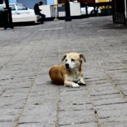 Man Gets Called ‘Crazy’ For Taking Care Of An Injured Puppy