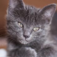 Man Rescues Kitten That Was Thrown From Car, Gains a Best Furry Friend in the Process