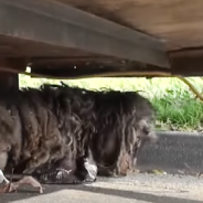 Matted Stray Is Unrecognizable After Getting A Haircut And Bath