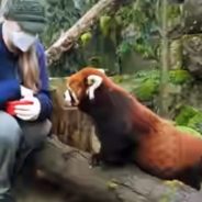 Moshu the Red Panda Will Tickle Your Heart with Its Gentle Manners and Adorable Looks!