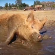 Pig Rescued Days Before His Slaughter Date is Living the High Life at a Refuge