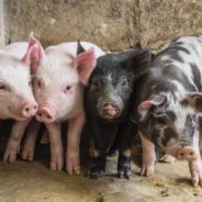 Pigs Can Play Video Games, and Other Interesting Facts About Swine