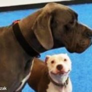 Pit Bull Falls Head Over Paws in Love with a Great Dane