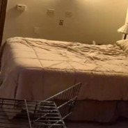 Playful Dog Unmakes Owner’s Bed Every Morning