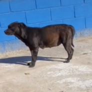 Pregnant Stray Finds A Forever Home While Searching For A Bite To Eat