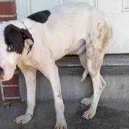 Puppy Tossed Outside By Cruel Owner Learns That Humans Can Be Nice