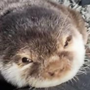 Rescue Otter Has Adorable, Humorous Ways to Attract Attention and Get Treats