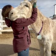 Rescued Donkey Asks for Snuggles From One of His Favorite People