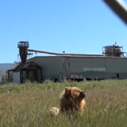 Rescuers Drove 300 Miles To Help An Abandoned Dog In A Field