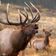 Rocky Mountain National Park’s Iconic Bull Elk , “Big Kahuna”, Has Died