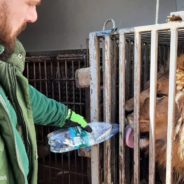 “Severely Traumatized” Lions and Tigers Evacuated From Ukraine and Taken In By Dutch Sanctuary