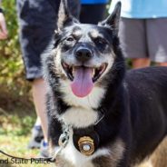 Shelter Dog At Risk Of Being Euthanized Becomes A Police K9 & Saves A Boy’s Life