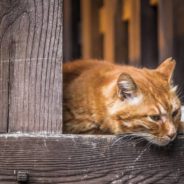 Shelter Volunteer Finally Convinces Her Parents to Adopt Cat Months After Falling in Love with Him