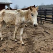 Starved Horses Seized From North Carolina Property Which Was Supposed To Be A Sanctuary