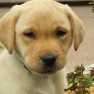 Stranger Calls A One-Eyed Lab ‘Ugly’ But A Vet Snaps Back Hard