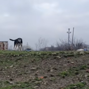 Stray Dogs Living In A Field Just Want To Be Loved