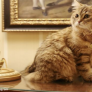 Tabby Cat Named After The Queen Lives Upscale Life In 5-Star Hotel