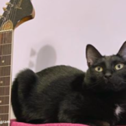 Talented Cat Sings The Blues With His Owner