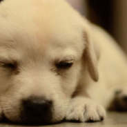 The Aroostook County Courthouse Is Hiring A Full-Time Therapy Dog