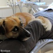 Therapy Dog Helps Ease Fear & Anxiety For Patients At The Dentist