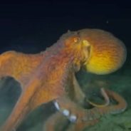 Thousands Of Octopus Moms Are Using Geothermal Springs as Egg Incubators in Davidson Seamount