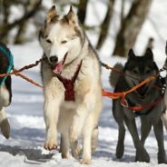 Three Iditarod Mushers Punished For Sheltering Dogs Inside During A Massive Blizzard