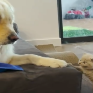 Tiny Kitten Helps Golden Retriever Overcome His Separation Anxiety