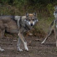 Two Mexican Gray Wolf Pairs Released in Mexico Through International Partnership