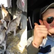 Ukrainian Drives Van of Kangaroos Safely Away From Zoo After Russian Shelling