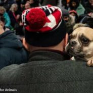 Ukrainians Fleeing With Their Pets Are Welcomed With Open Arms In Several Bordering Countries Who Waived Vet Papers