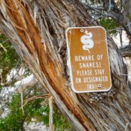 Venomous snakes and dog safety