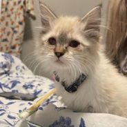 Vet Student Places Sick Feral Kitten Into Foster Home to Help Her Heal