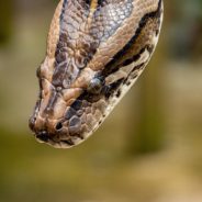 Watch Bobcat Fight With Invasive Python In Florida Swamp