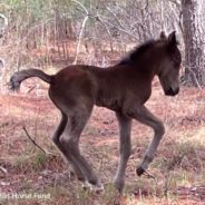 Wild Horses On The Outer Banks Of North Carolina Welcome First Foal Of The Season