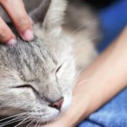 Woman Adopts ‘Unadoptable’ Cat, Ends Up with Devoted Feline Friend