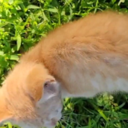 Woman Gets An Unexpected Family Member After Saving A Kitten From A Tree