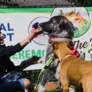 Woman Goes For World Record By Holding The Largest Dog Wedding