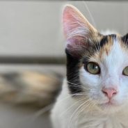 Woman Helps Direct Busy Traffic Away From Kitten in the Road