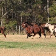 Woman Sets Her Horses Free In Ukraine To Give Them A Fighting Chance At Surviving The Bombings