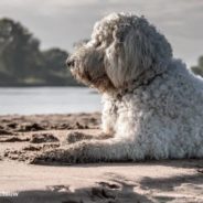 3-Legged Dog Saves Baby Otter From Minnesota River