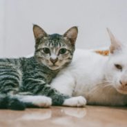 40 Cats Rescued From Ukrainian Shelter Find Homes In Berlin