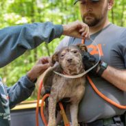 80 Dogs & Puppies Rescued From “Overwhelmed” Woman In Georgia