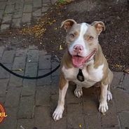 A Pittie With The Sweetest Face, Kiah, Is New York’s First Pitbull K9 Officer