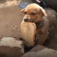 Abandoned Puppy Happily Shares His Slice Of Bread With Rescuers