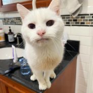 Affectionate Senior Cat Demands Cuddles and Attention From Cat Sitter