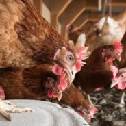 Arizona Joins Growing List of States Banning Cages For Egg-Laying Hens